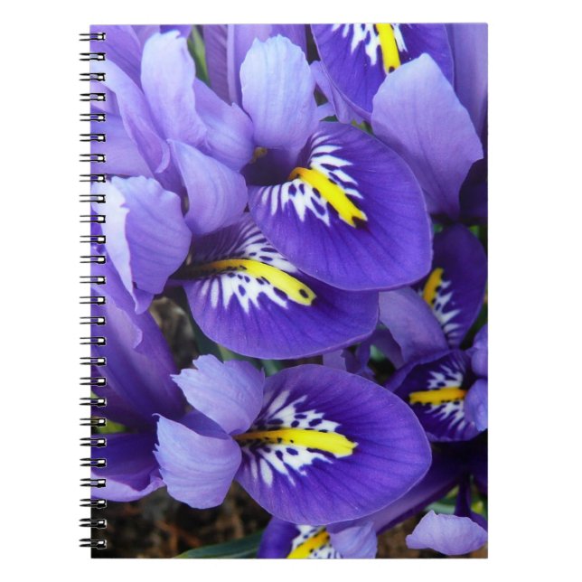 Carnet Miniature Bleu Irises Printemps Floral (Devant)