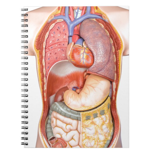 Carnet Modèle de corps humain avec des organes (Devant)