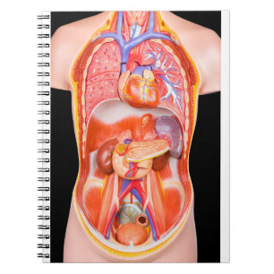 Carnet Modèle humain de torse avec les organes internes