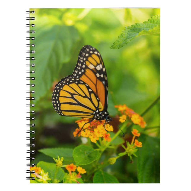 Carnet Monarch On Lantana (Devant)