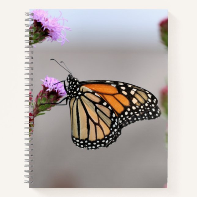Carnet Monarque (Devant)