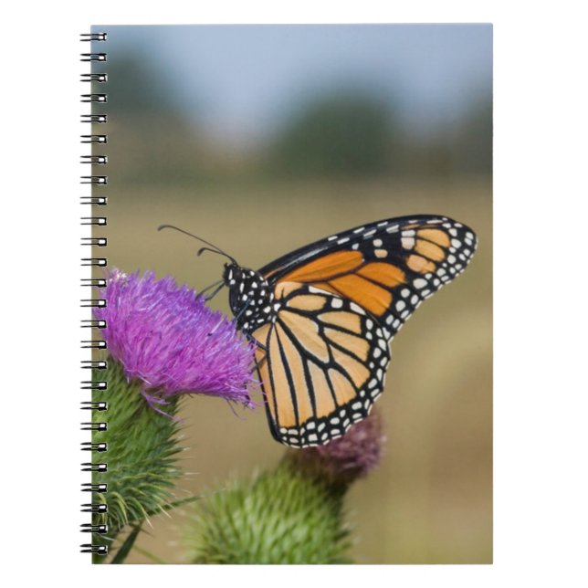 Carnet Monarque sur Prairie de Chardons de Prairie Ridge (Devant)