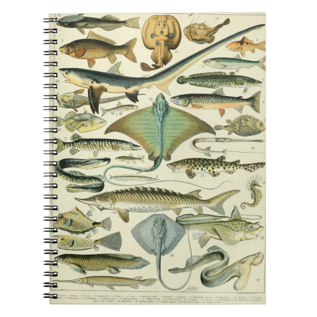 Carnet Motif de poisson Adolphe Millot-A (Devant)