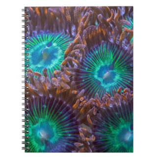 Carnet Motif de Zoanthid
