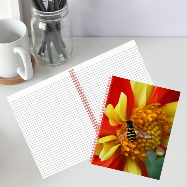 Carnet Mouche à survol sur Dahlia orange et jaune (In Situ)
