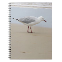 Mouette au bord de la mer