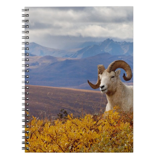 Carnet mouflon de Dall, Ovis dalli, bélier (Devant)