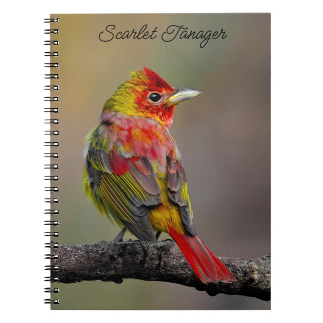 Carnet Moulage de Tangère - Photo originale (Devant)