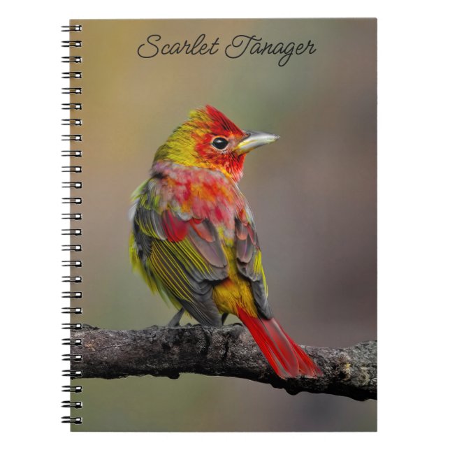 Carnet Moulage de Tangère - Photo originale (Devant)