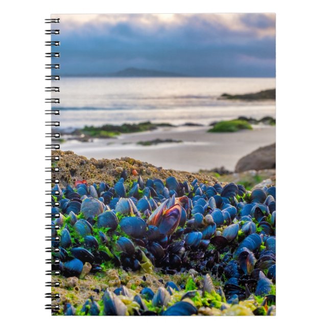 Carnet Moules (Devant)