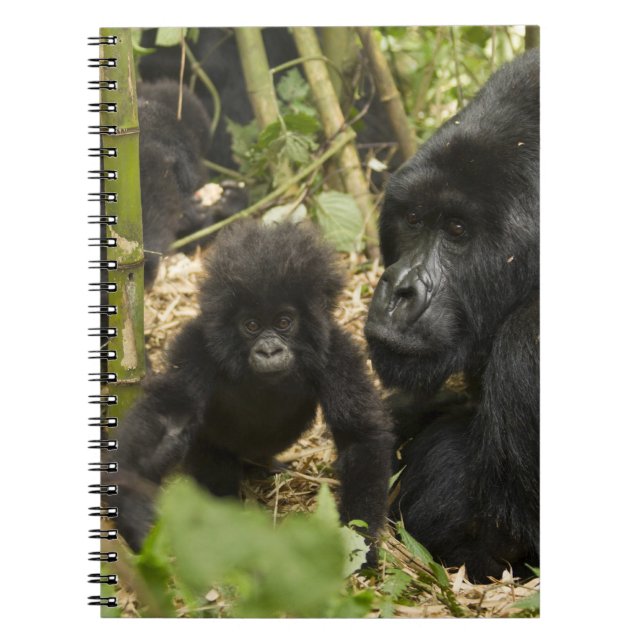 Carnet Mountain Gorilla, adult with young (Devant)
