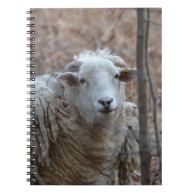 Carnet mouton (Devant)