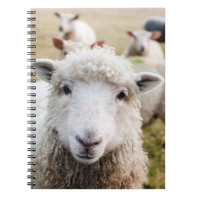 Carnet Mouton (Devant)