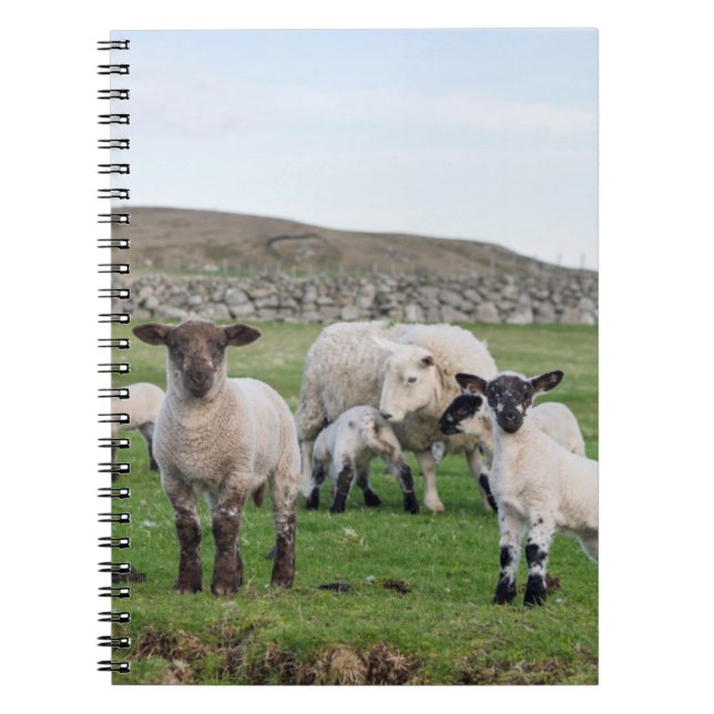 Carnet Mouton des Shetland (Devant)