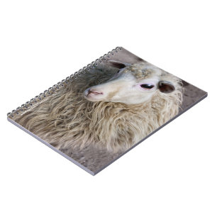 Carnet Moutons drôles