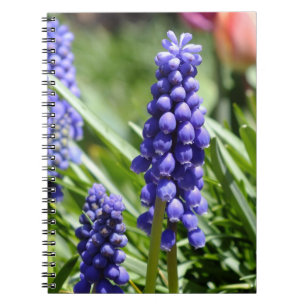 Carnet Muscari (Hyacinthe des raisins)