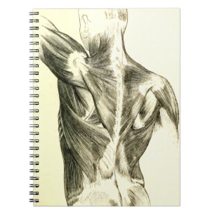 Carnet Muscles du dos vintages de l'anatomie   (circa