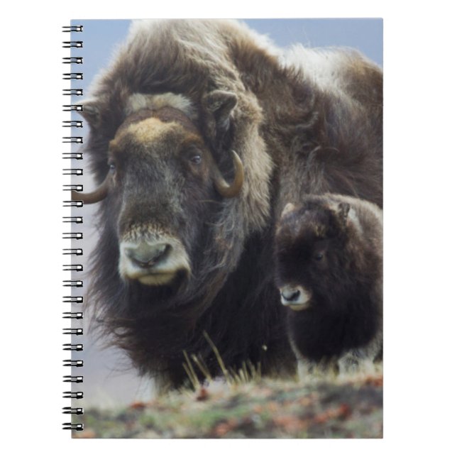 Carnet Musk Ox with Calf (Devant)