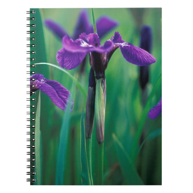 Carnet NA, États-Unis, Alaska, île Knight, Iris sauvage (Devant)