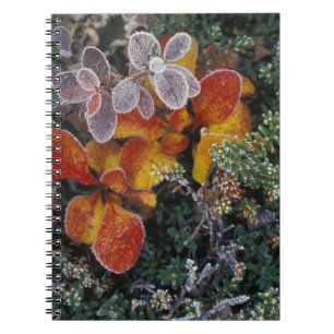 Carnet NA, États-Unis, Alaska. Parc national de Denali. A