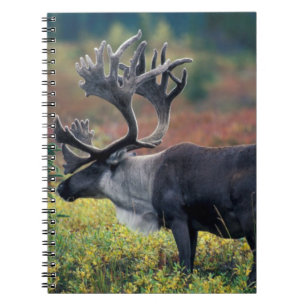 Carnet NA, États-Unis, Alaska, Parc national Denali, Cari