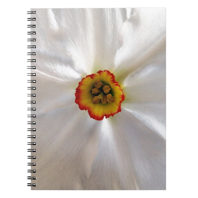 Carnet narcisse blanche perle (Devant)