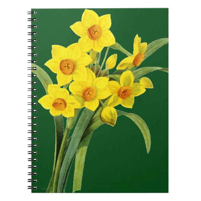Carnet Narcisse (N Tazetta) (Devant)