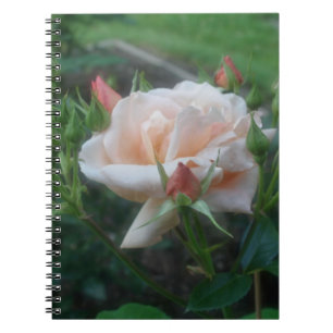 Carnet naturel Rose de pêche