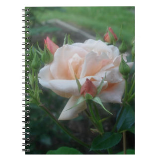 Carnet naturel Rose de pêche