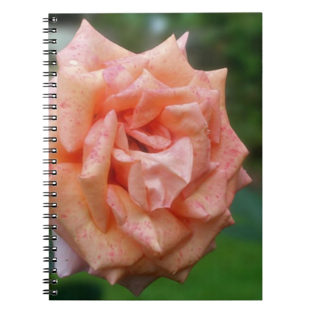 Carnet naturel Rose de Pêche en marmite (Devant)
