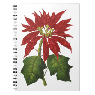 Carnet Noël vintage, poinsettia rouge plante d'hiver