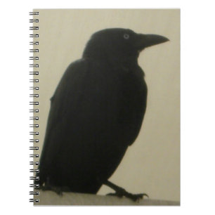 Carnet noir de corneille