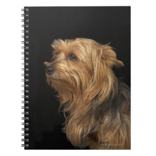 Carnet Noir et brun Yorkie profil gauche sur noir