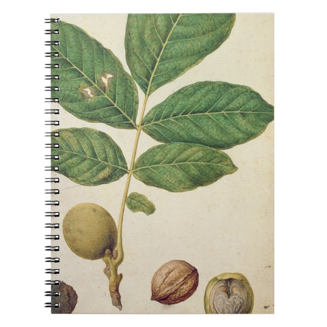 Carnet Noix, c.1568 (la semaine sur le papier) (Devant)