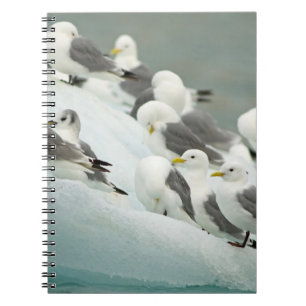 Carnet Norvège, archipel de Svalbard, Spitsbergen