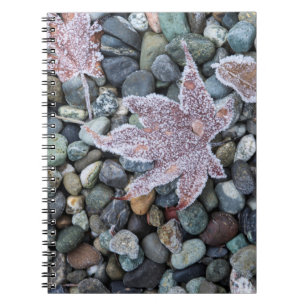 Carnet Nous, Wa, Bainbridge Island. Grenouille matinale 2