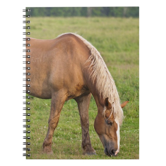 Carnet Nouveau-Brunswick, Canada. Cheval dans un champ. (Devant)