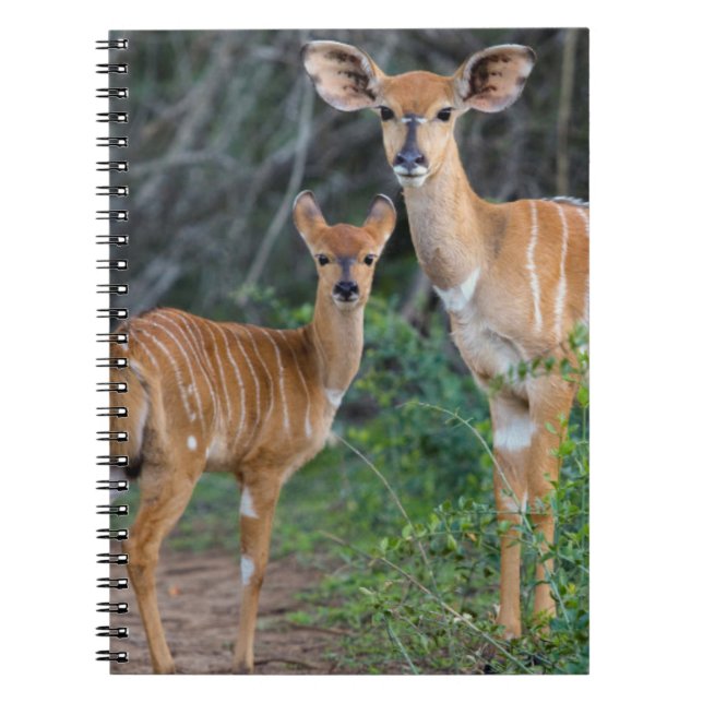 Carnet Nyala (Tragelaphus Angazii) avec son jeune, Ndumo (Devant)