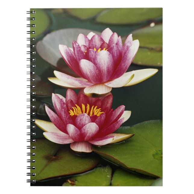 Carnet Nymphéas hybrides (Devant)