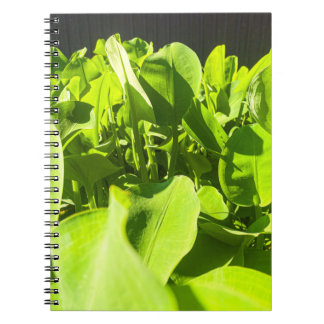 Carnet Oasis Verte - Design Plante Vert