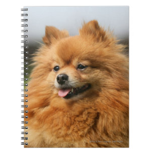 Carnet Observation de Pomeranian