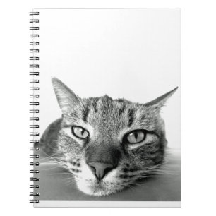 Carnet Observation des chats