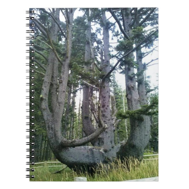 Carnet Octopus Tree, Cape Meares, Oregon (Devant)
