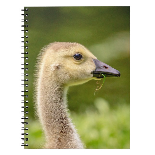 Carnet Oie canadienne (Gosling) (Devant)