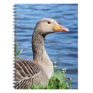 Carnet Oie cendrée