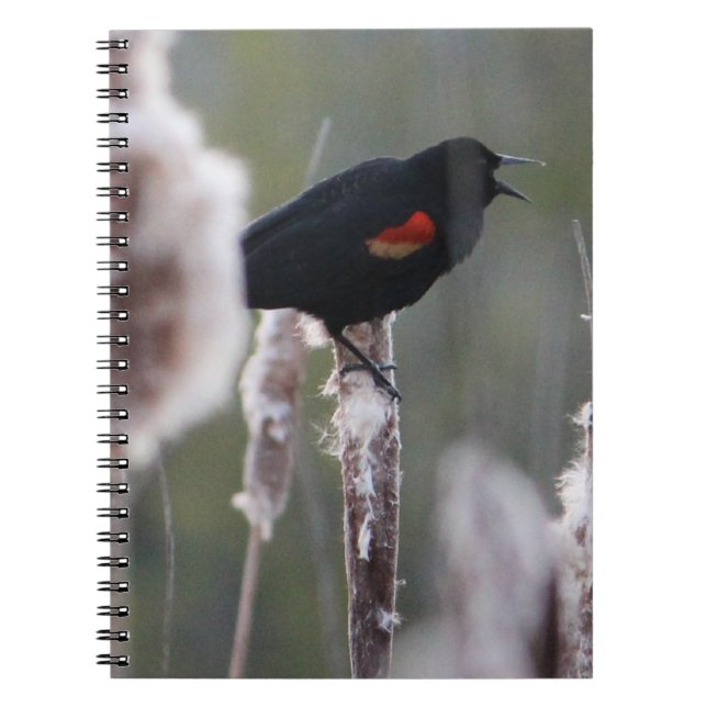 Carnet Oiseau à ailes rouges (Agelaius phoeniceus) (Devant)