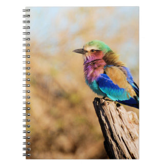 Carnet Oiseau africain coloré de rouleau de