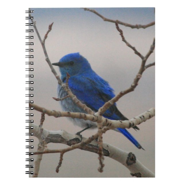 Carnet Oiseau bleu de montagne (Devant)