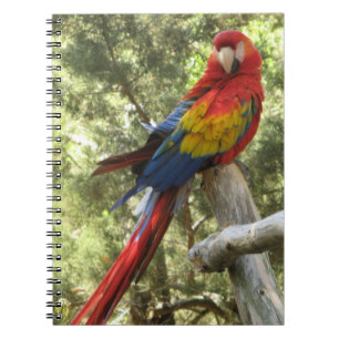 Carnet Oiseau de perroquet rouge Macaw coloré Tropical
