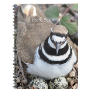 Carnet Oiseau Killdeer avec des œufs (ma photographie)